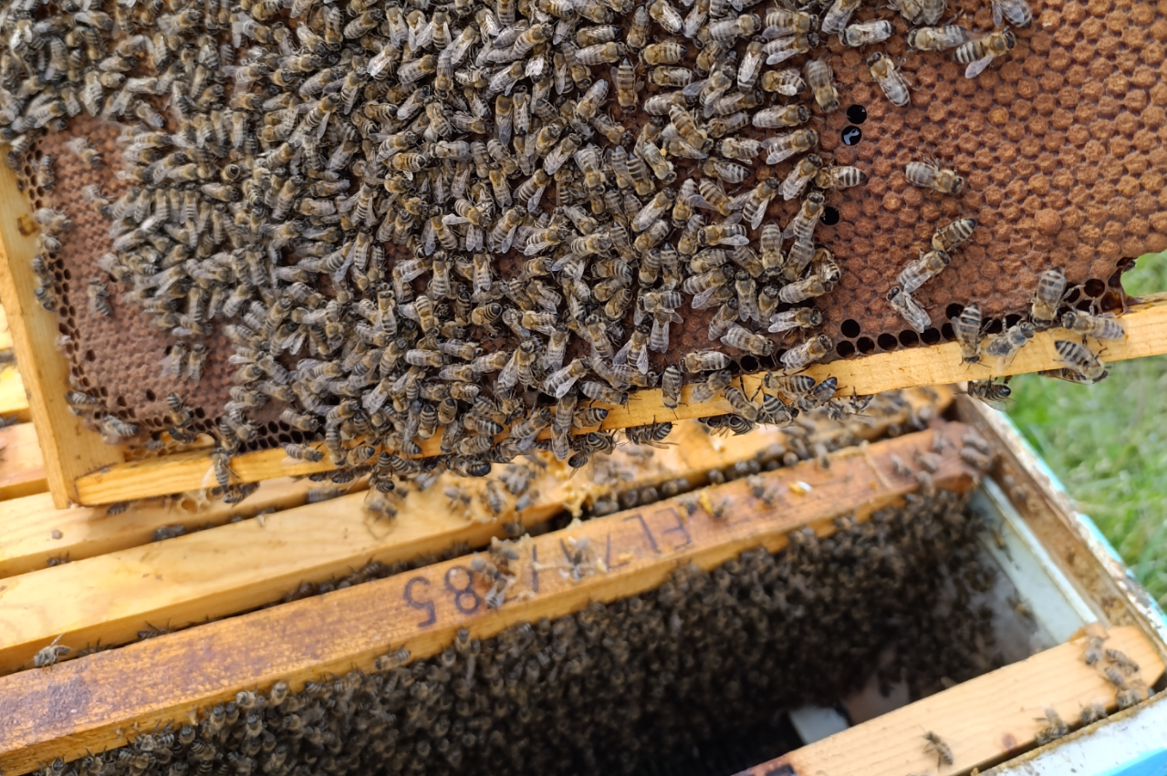 gonos-melissiou-01 gonos