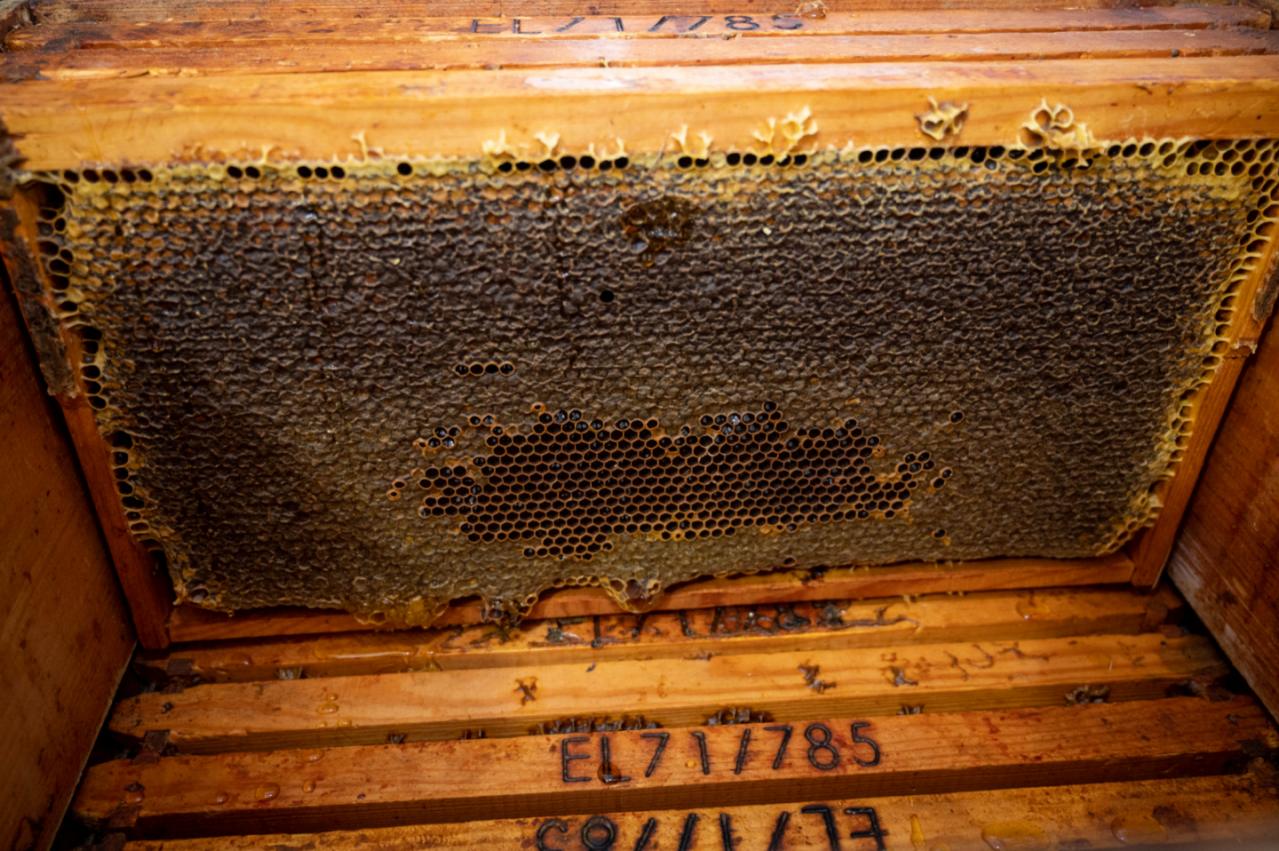 OnlyBee πλαίσιο μελιού