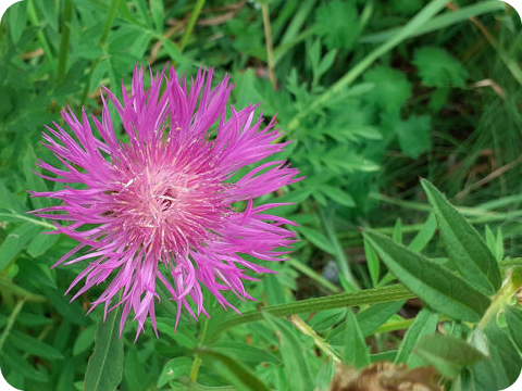 Paliurus spina christi