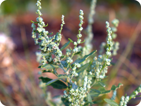 Chenopodium berlandieri
