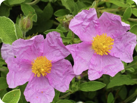 Cistus