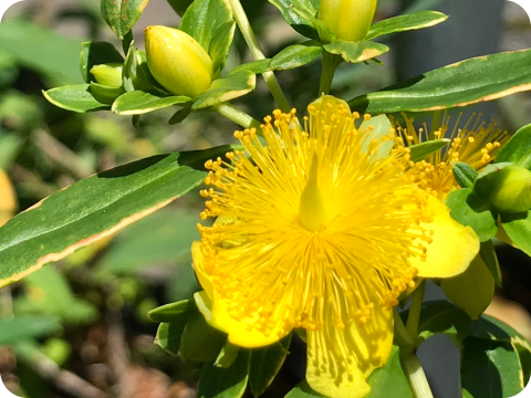 Hypericum prolificum