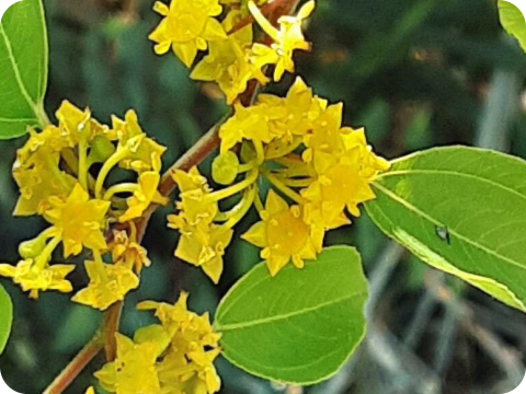 Paliurus spina christi